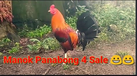 manok panabong breed|Bunawan Panabo Carmen Manok Panabong (Backyard .